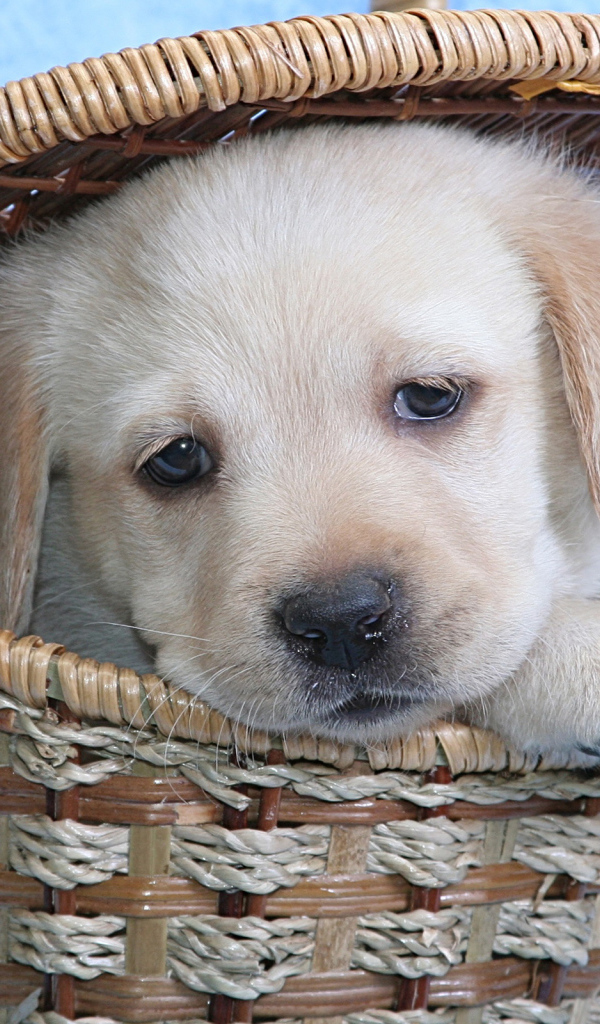 Щенок лабрадора