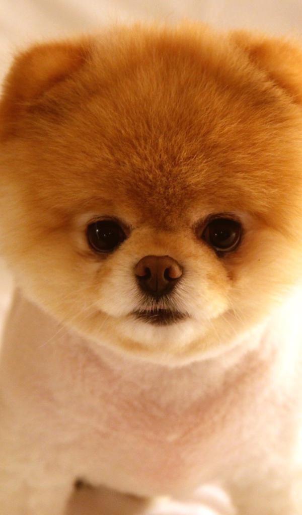 Щенок померанского шпица