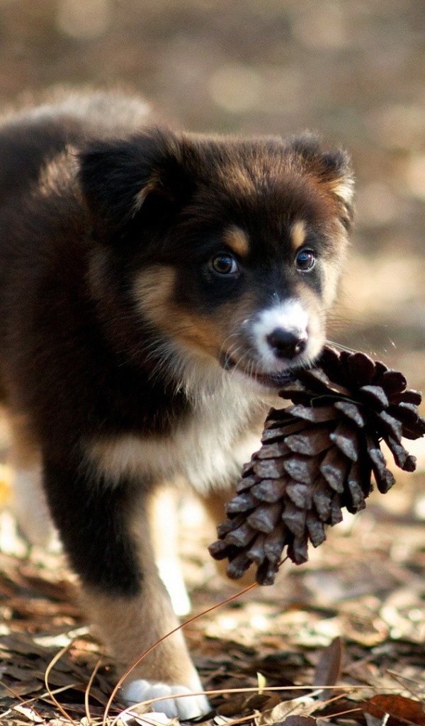 Щенок несет шишку