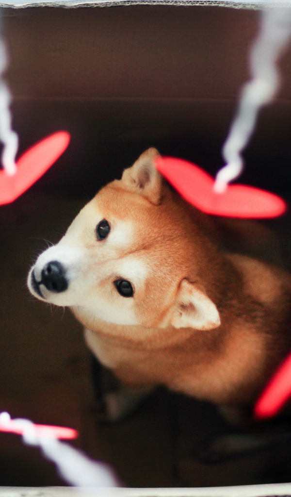 Щенок в картонной коробке