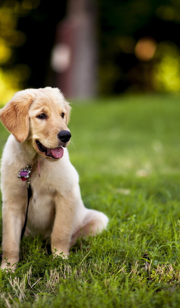 Щенок с поводком