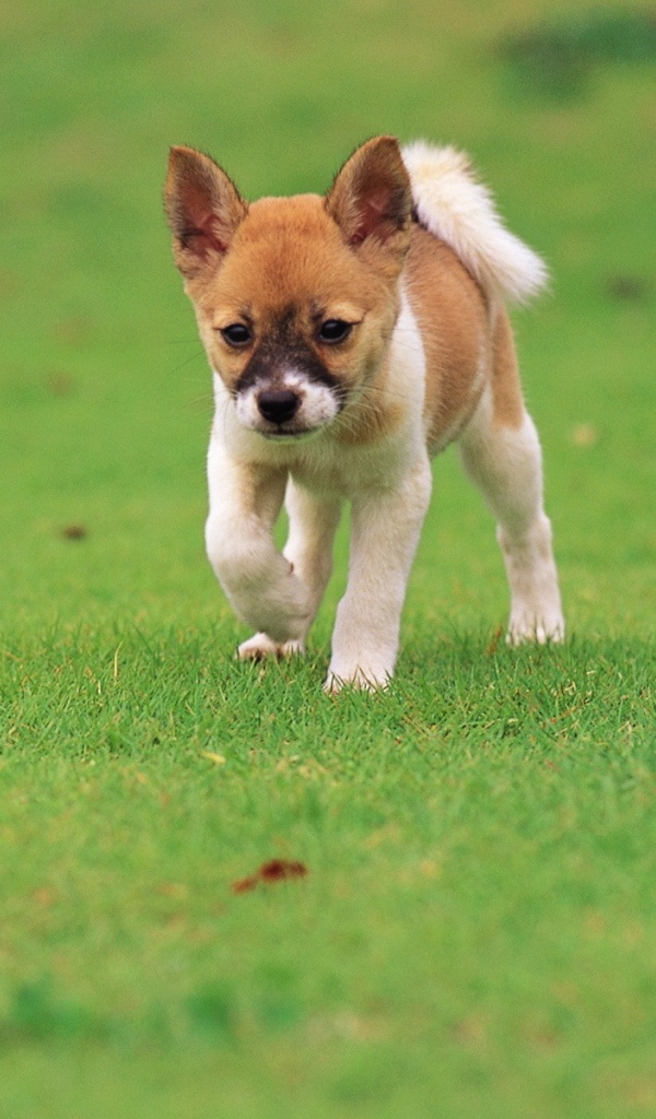 Щенок бежит по траве