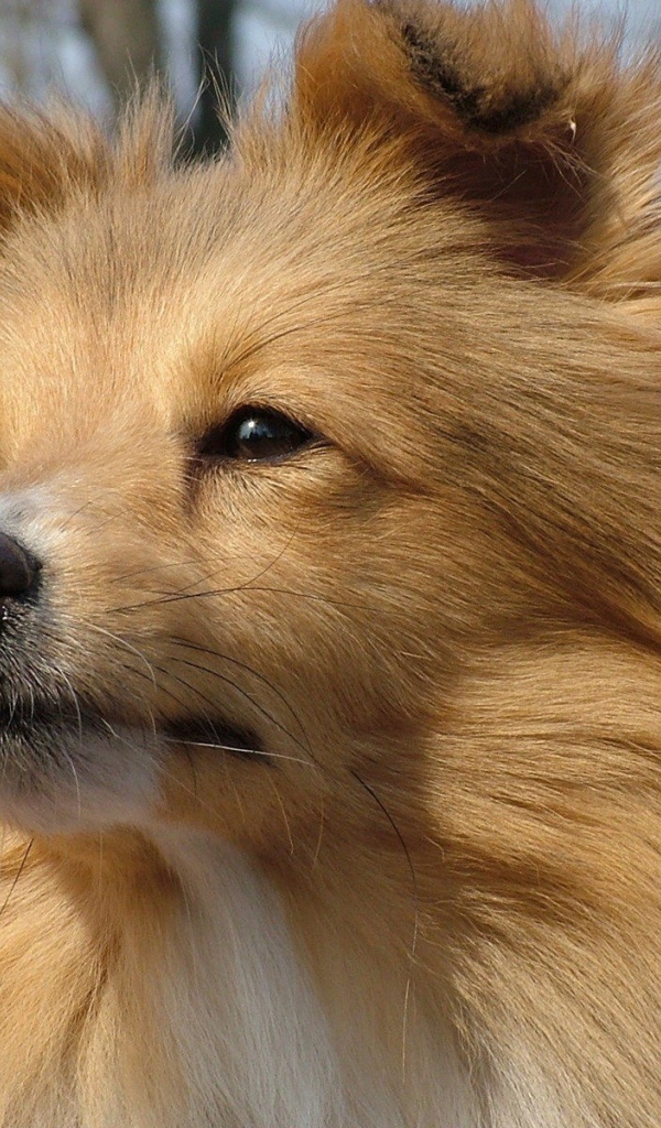 Рыжая лохматая собака