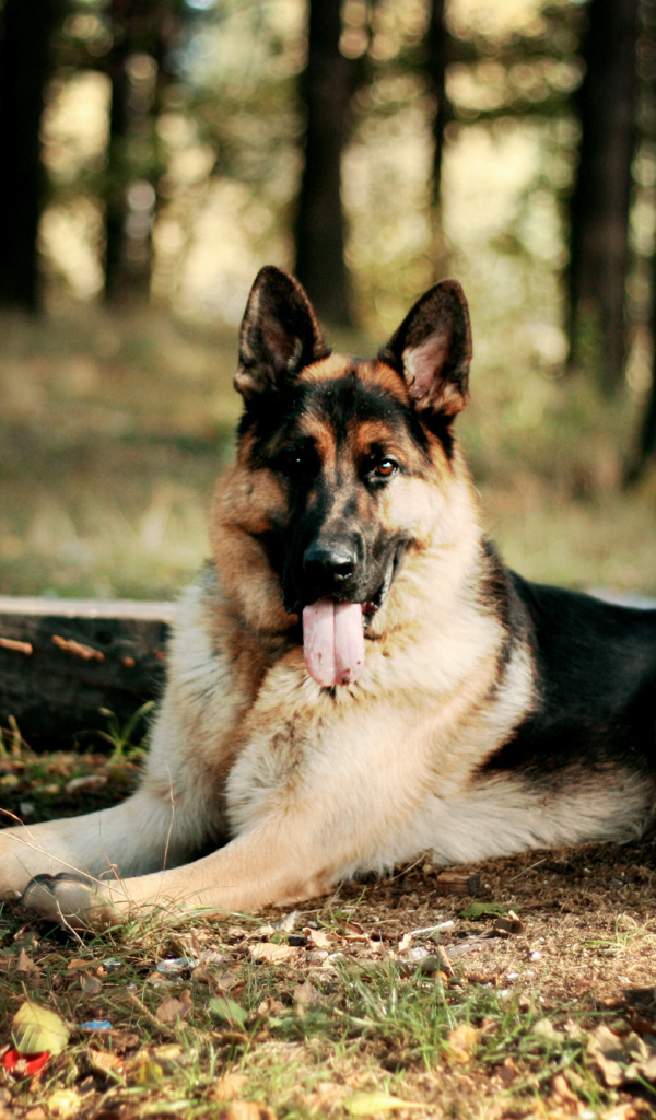 Овчарка лежит высунув язык