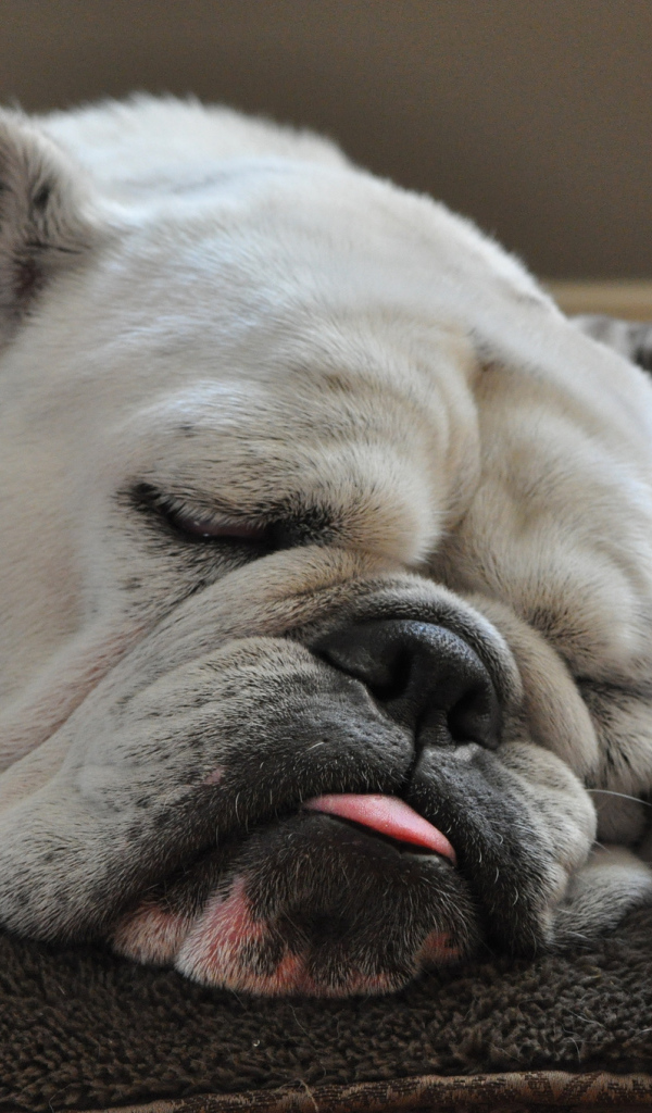 Спящий бульдог