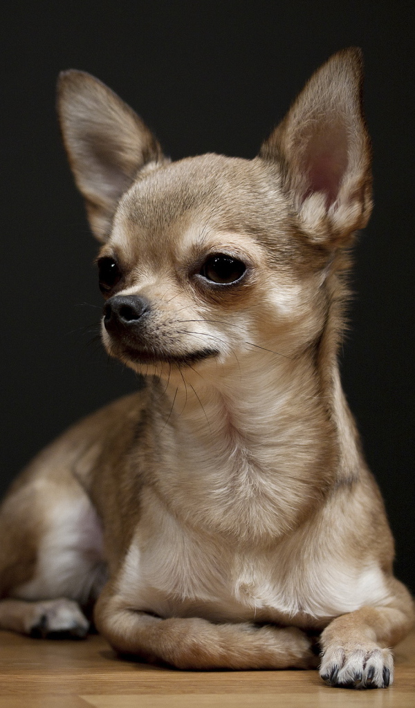 Маленькая собака с длинными ушами