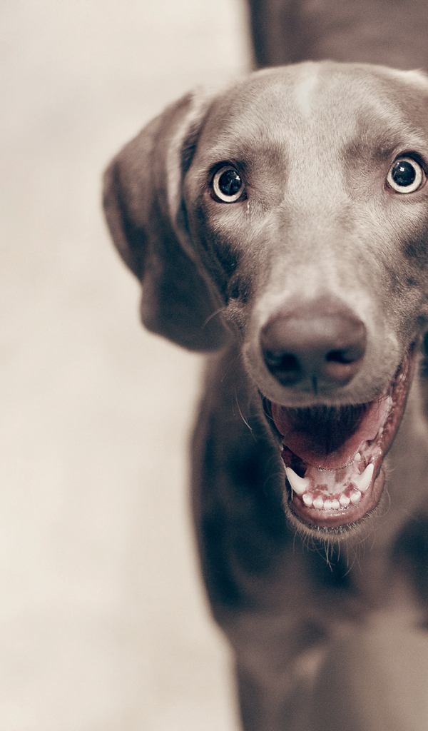 Улыбка собаки