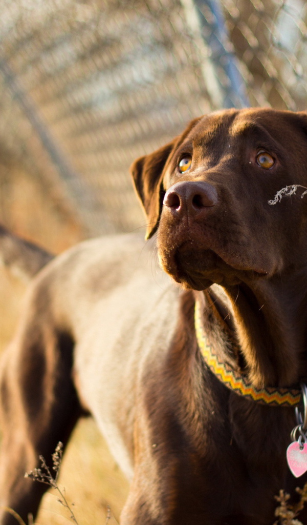 Собака у забора