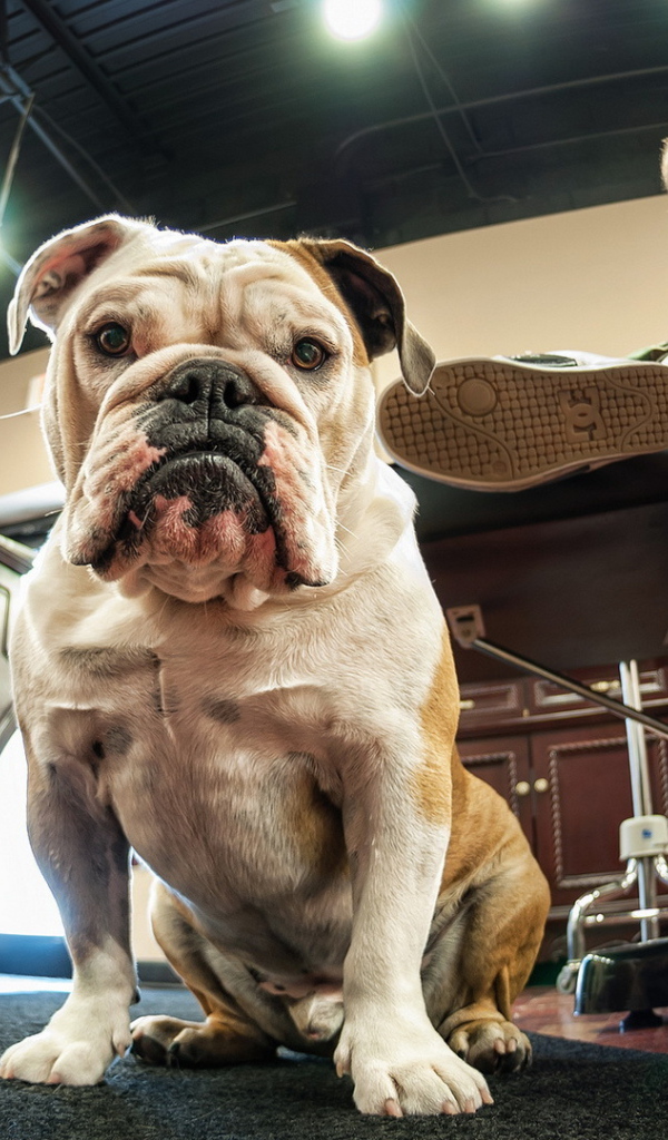 Собака у ног хозяина