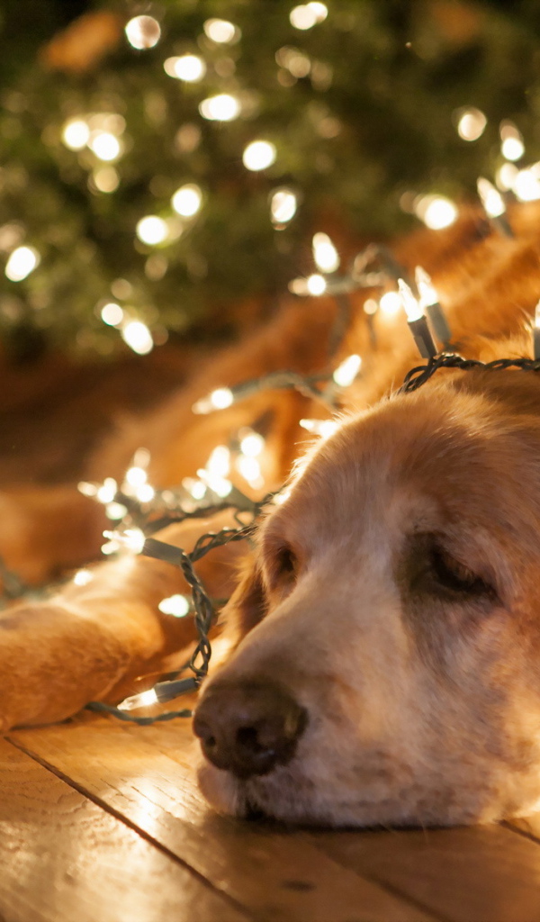 Собака в елочных гирляндах