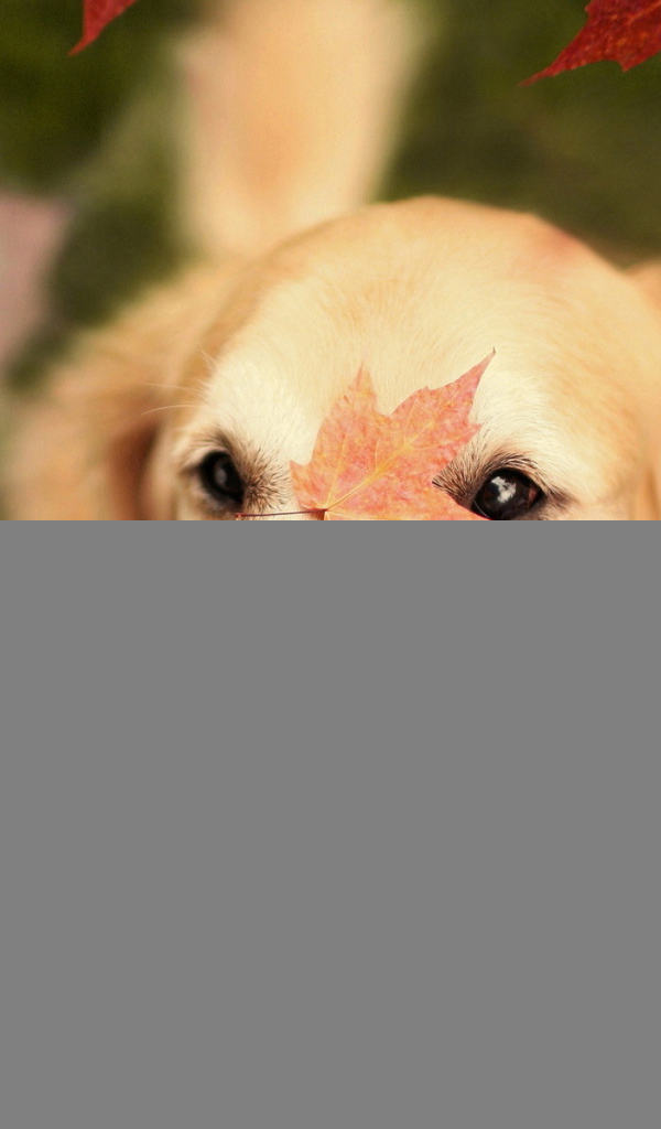 Собака в осеннем лесу