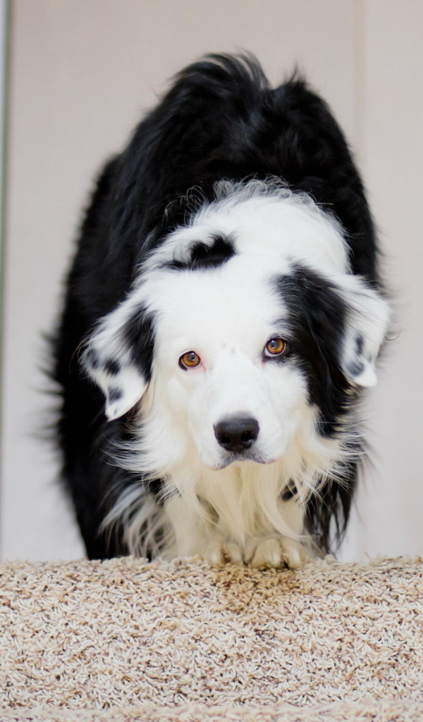 Собака в домике