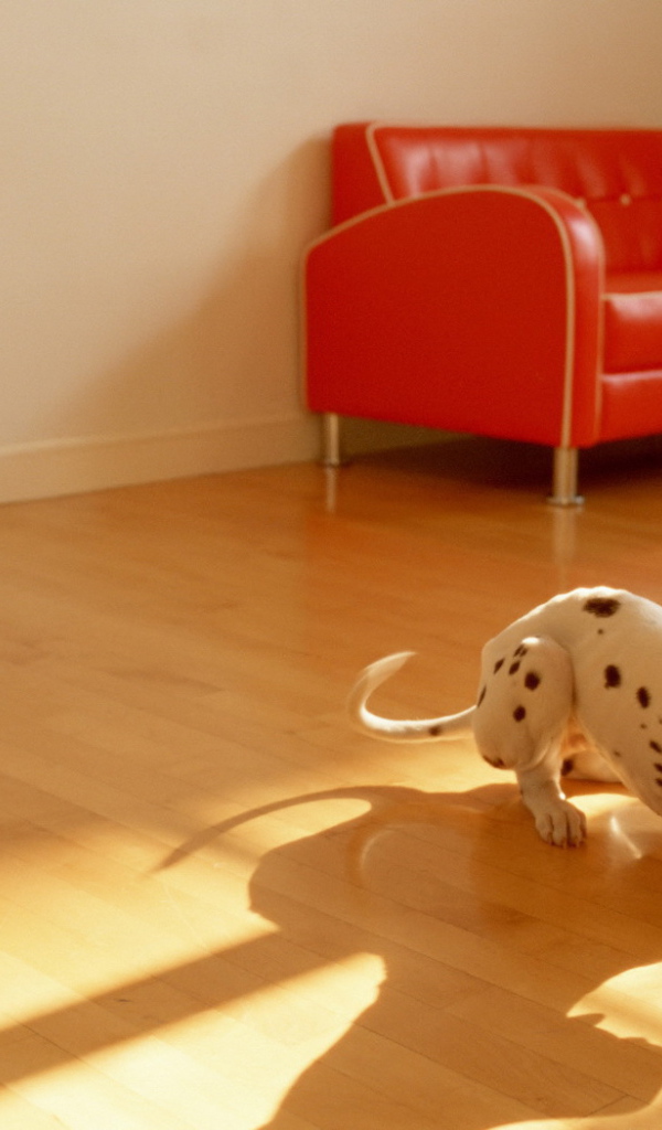 Собака в комнате