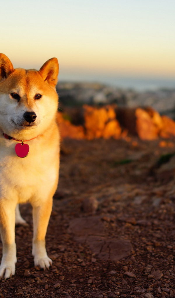 Собака в лучах заката