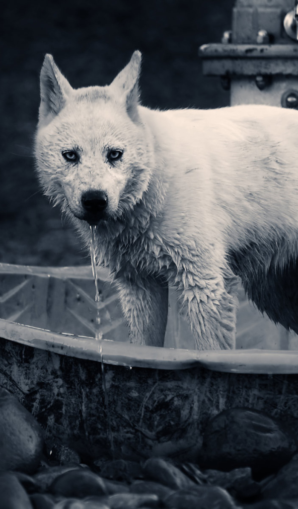 Собака в ванне