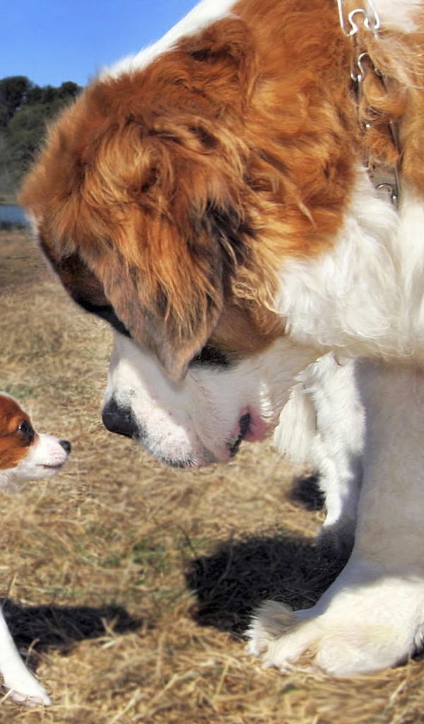 Собака большая и маленькая