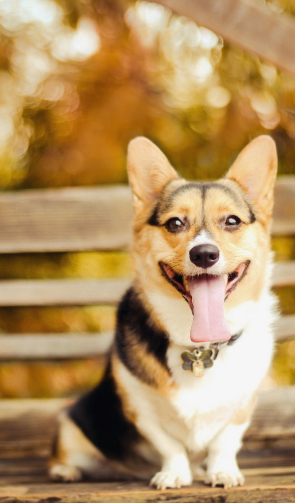 Собака сидит на скамейке