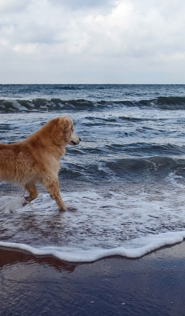 Собака на море