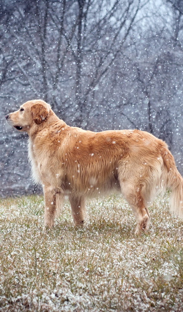 Собака на поле