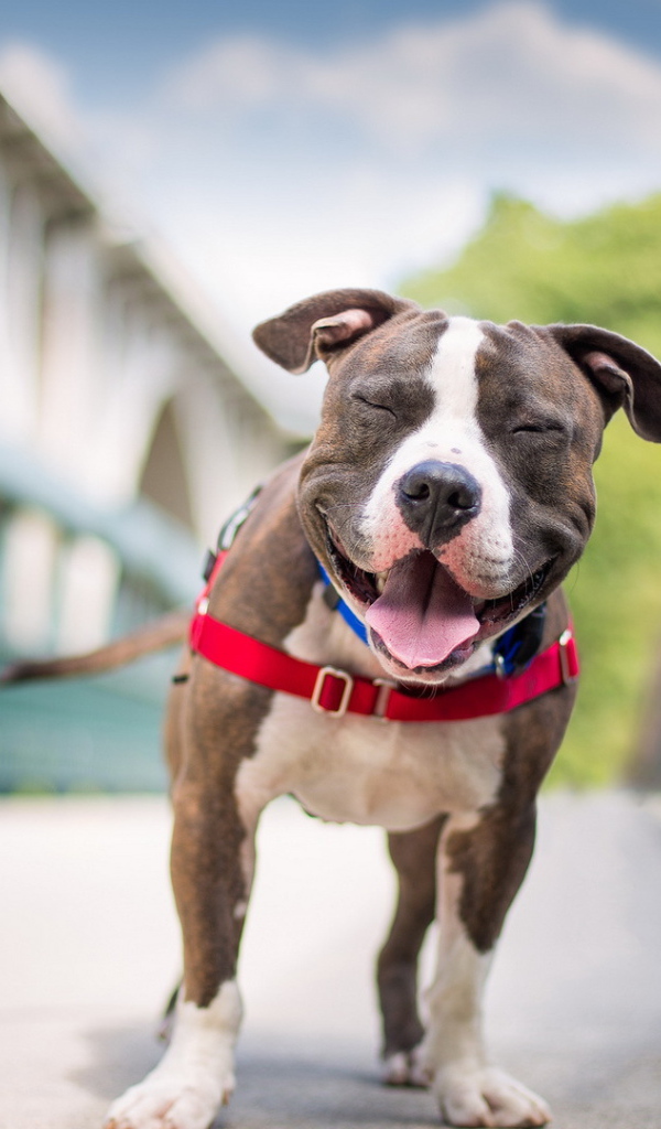 Собака улыбается