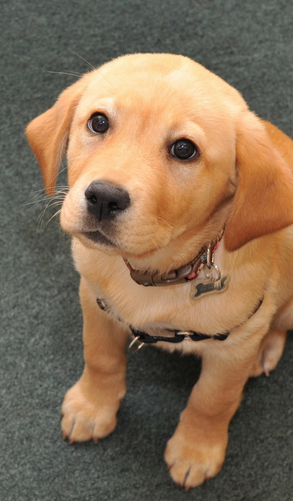 Взгляд преданной собаки