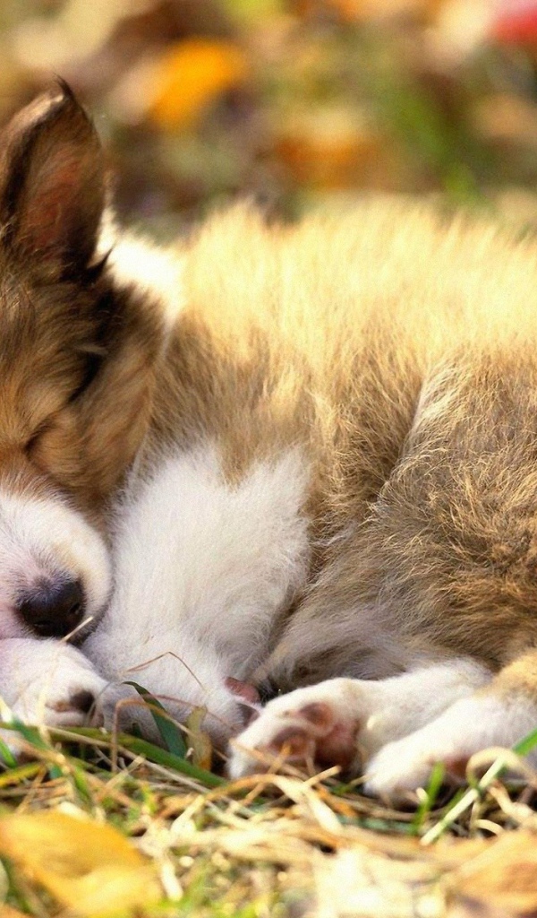 Щенок спит на ботинке