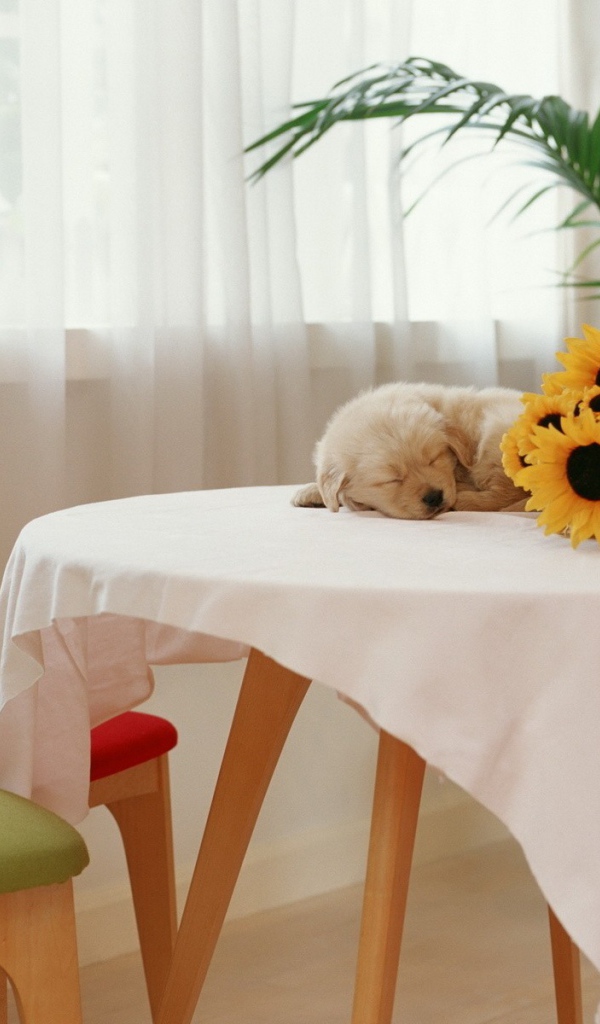 Щенок спит на столе