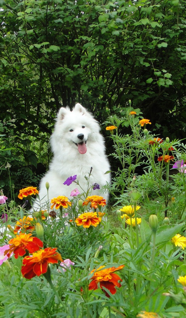 Белая собака бежит по цветкам