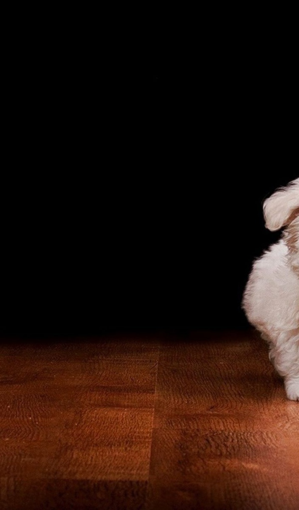 Белый пушистый щенок на полу