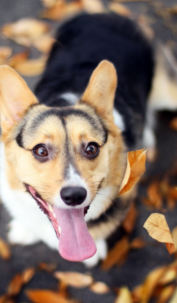 Вельш-корги на осенней листве