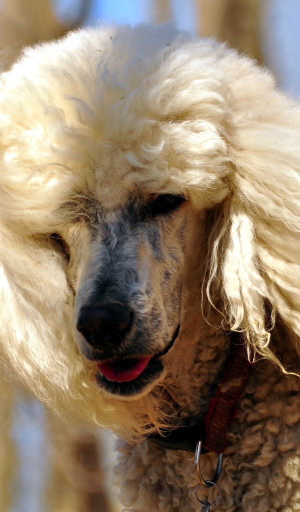 Белый красивый пудель