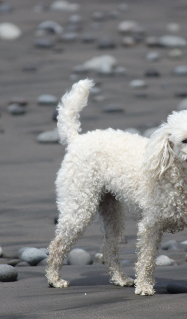 Пудель гуляет по пляжу