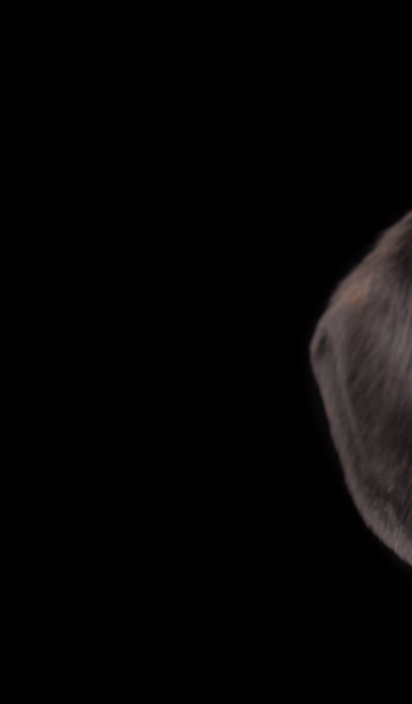 Выразительный взгляд таксы