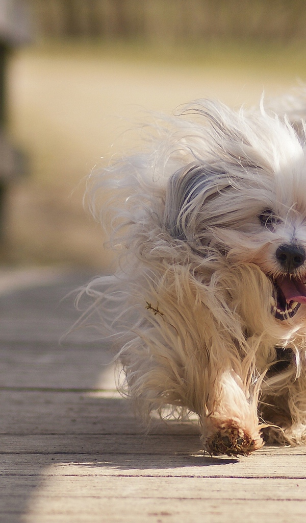   собака Гаванский бишон