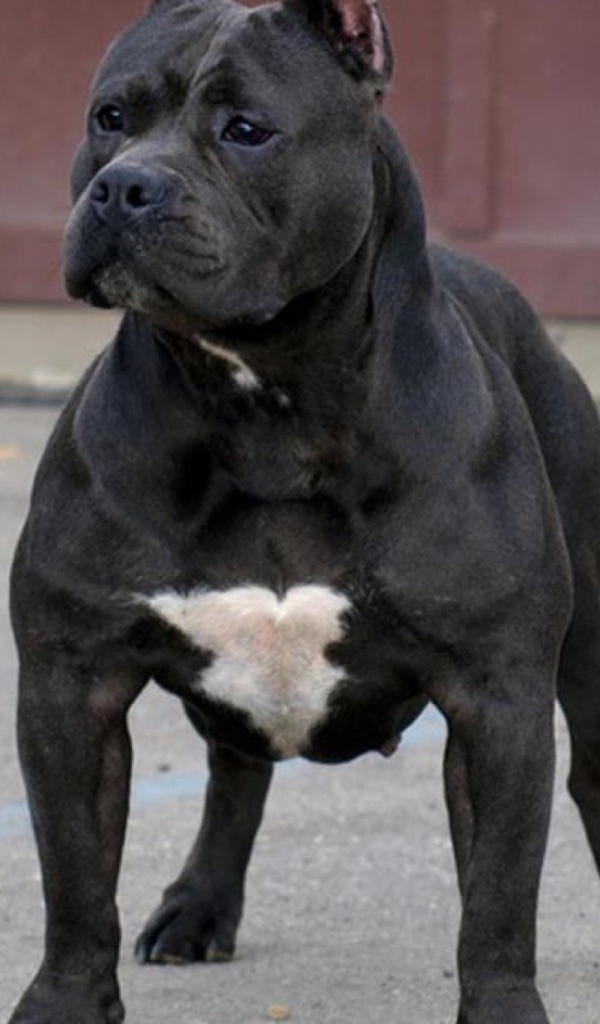 Черный питбуль