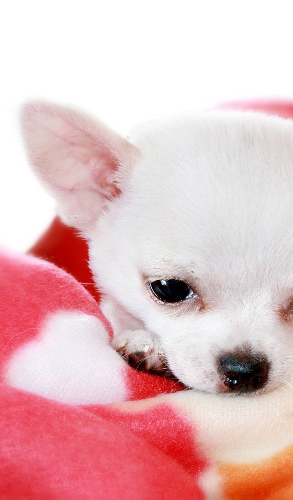 Маленькая чихуахуа на пледе