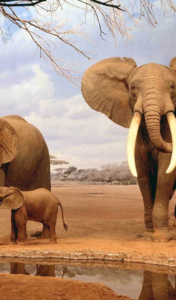 Слоны на водопое