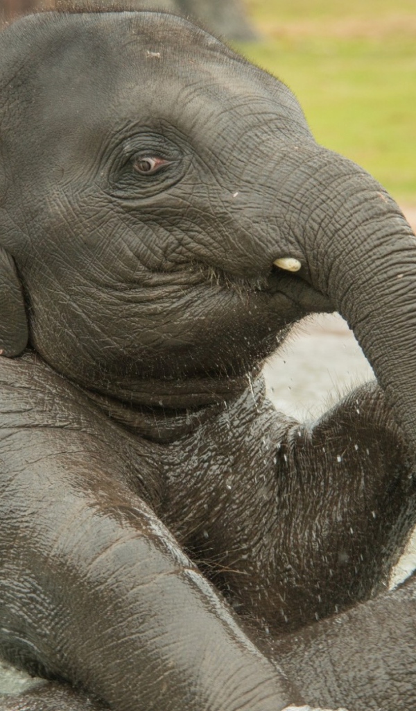 Слон купается в воде