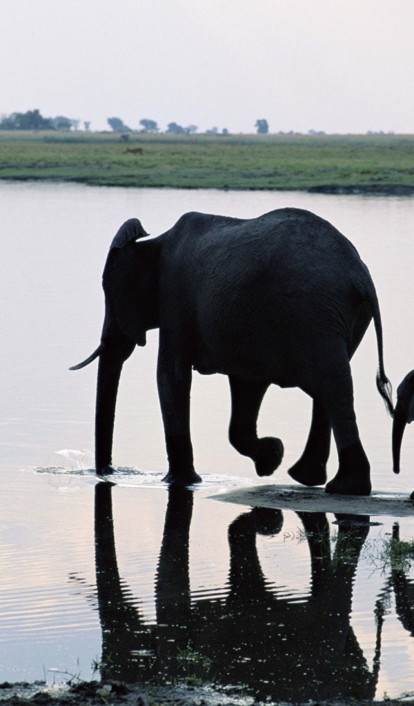 Слониха мама с ребенком