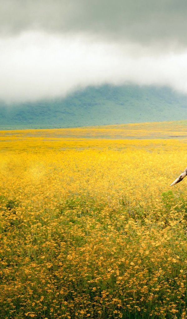 Слон на поле в Танзании