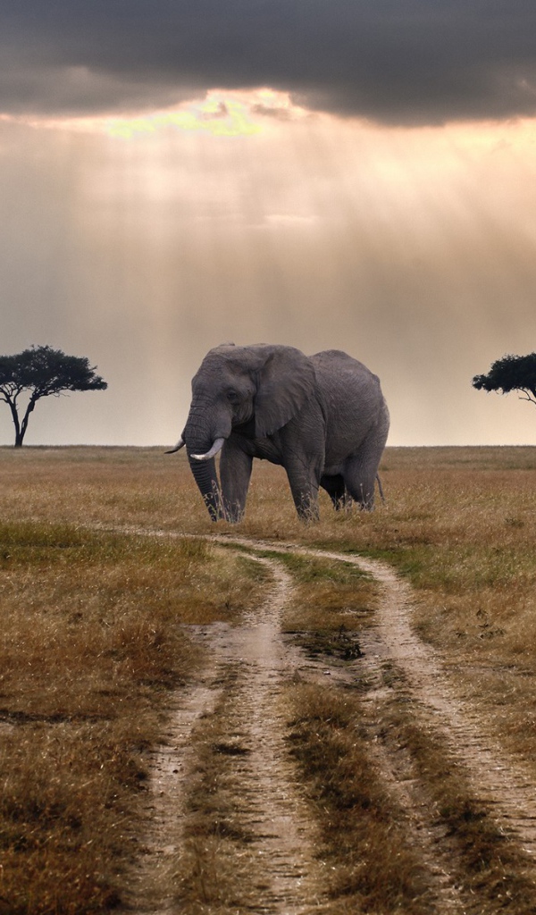 Слон у дороги