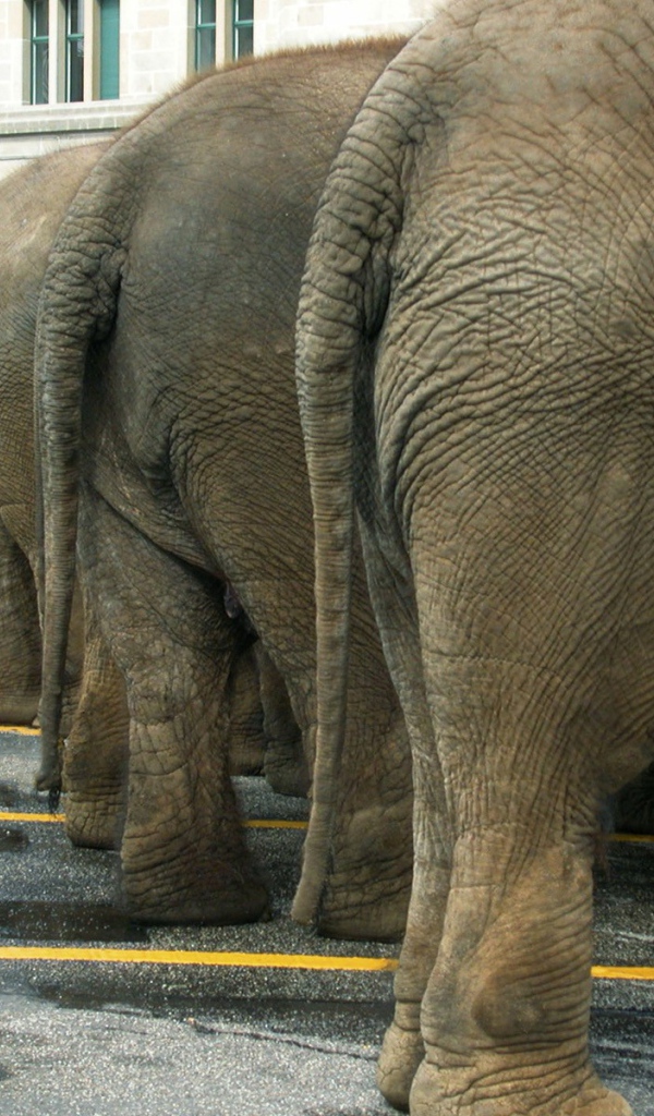 Слоны на парковке