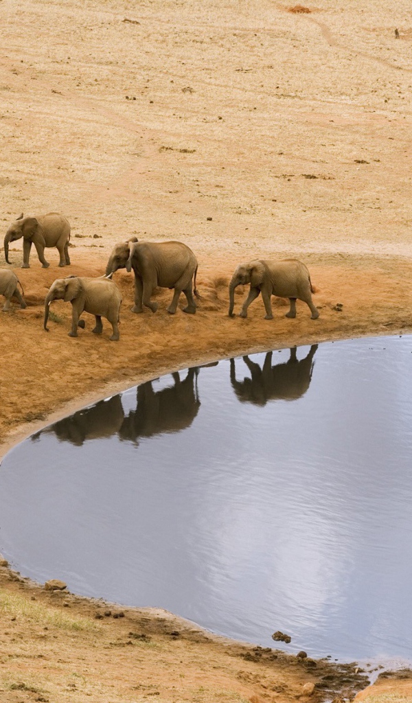 Стадо африканских слонов