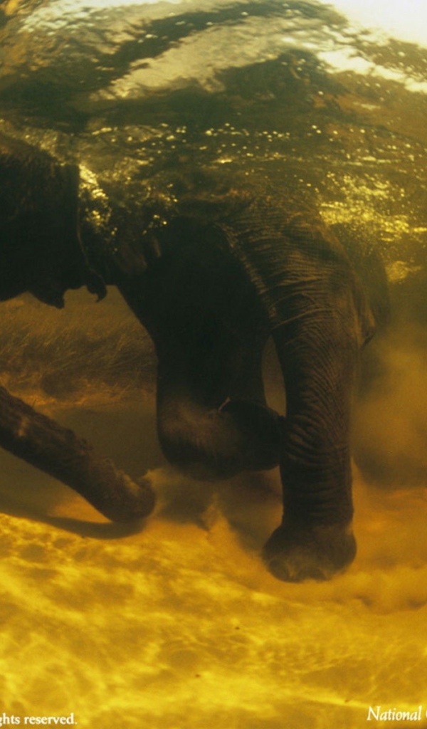 Африканский слон под водой
