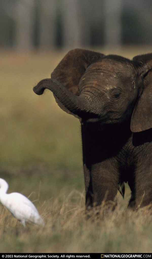 Слоненок и птица