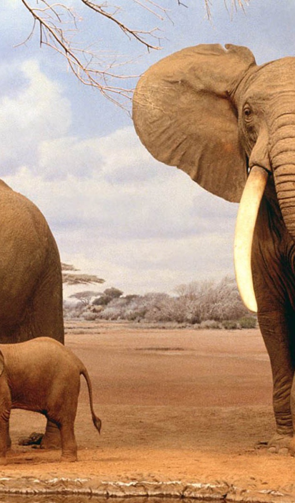 Семья африканских слонов