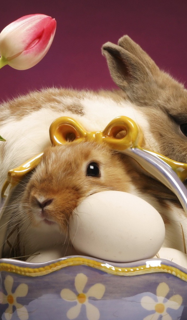 Кролики и куриные яйца