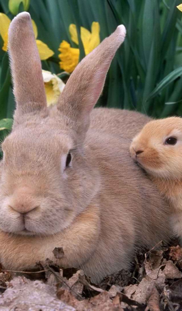 Крольчиха с крольчатами