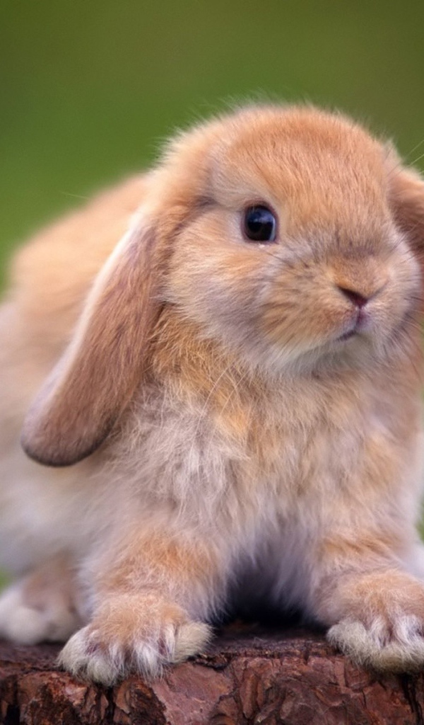 Кролик на пеньке