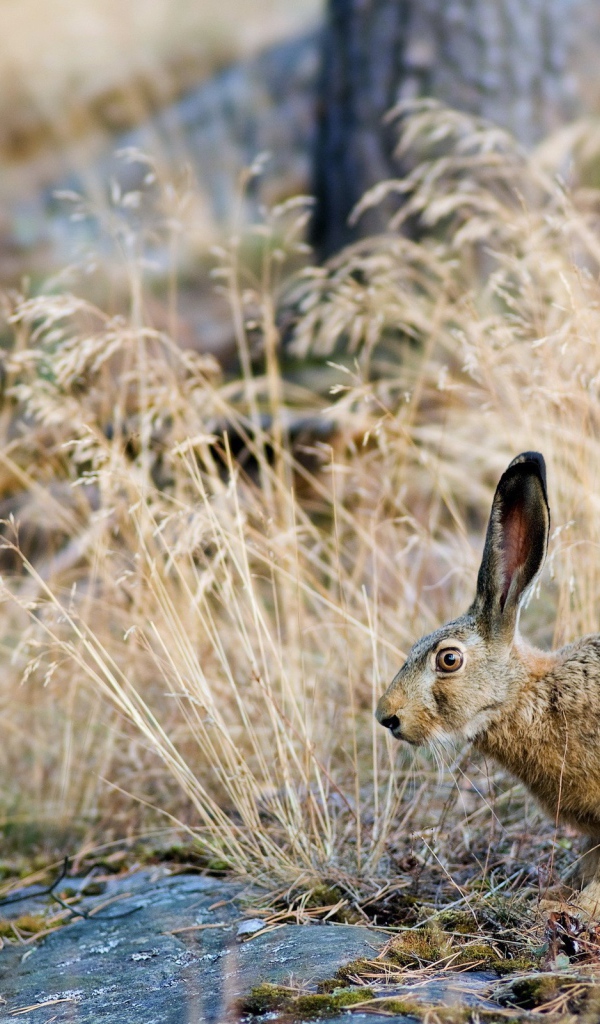 Заяц прячется в траве